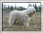 bia�y, Komondor